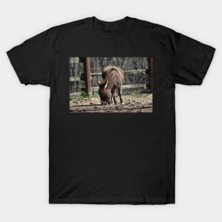 Donkey T-Shirt